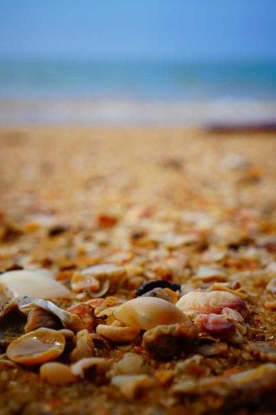 Cover of A Waking Sand